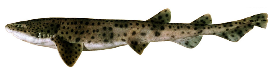 Scyliorhinus stellaris_06.jpg